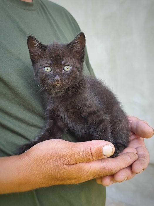 Продам британського котика