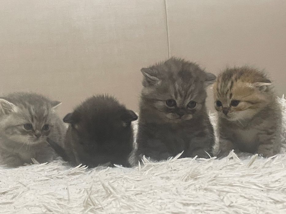 Британські котята