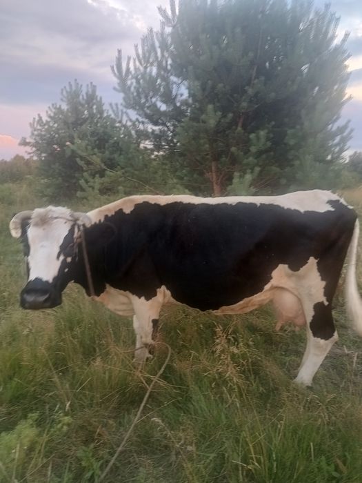 Продається корова