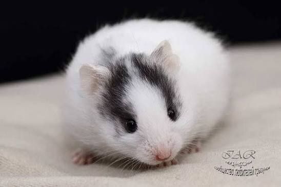 Хомяк, хомяки крупные ( детёныши) Имеются сатиновые ( атласные)