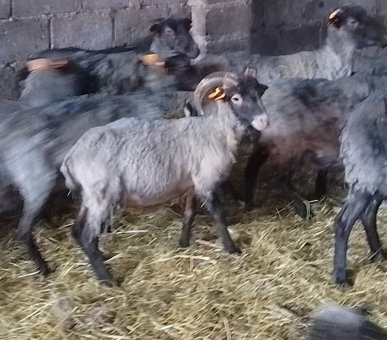 Tryk, baran wrzosówka roczny