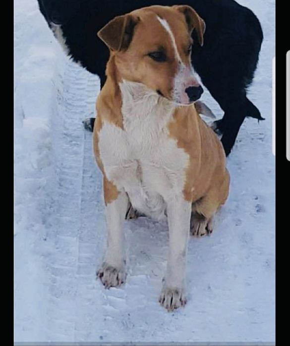 Собачка шукає дім