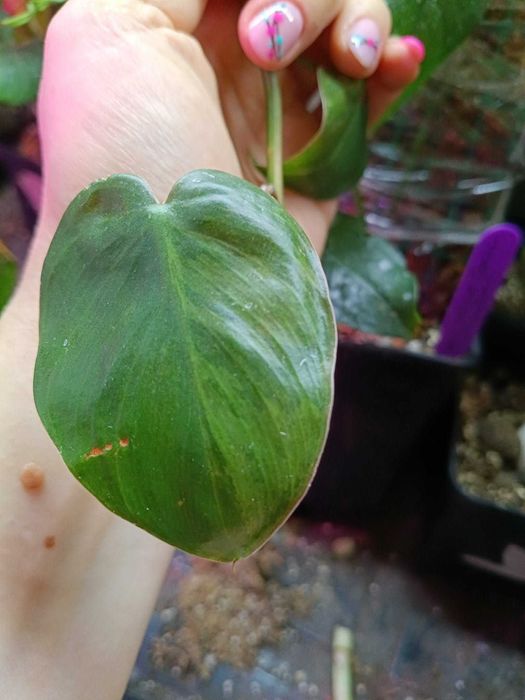 Philodendron hederaceum Oxycardium Variegata=szczyt cięty