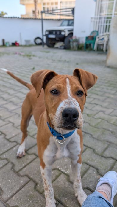 Cão 9-10 meses muito lindo