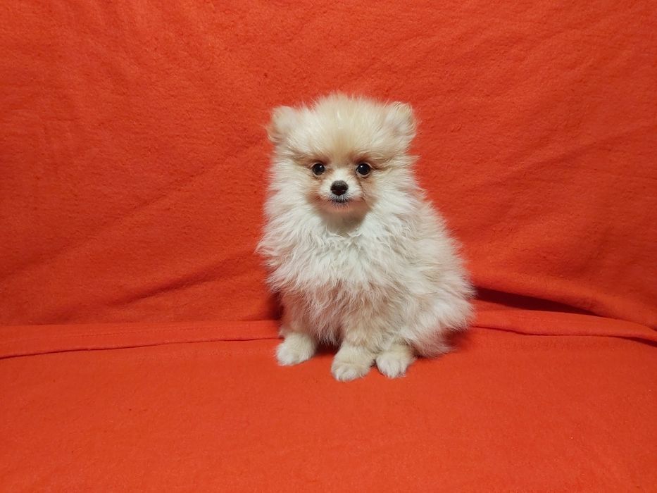 Spitz lindo miniatura