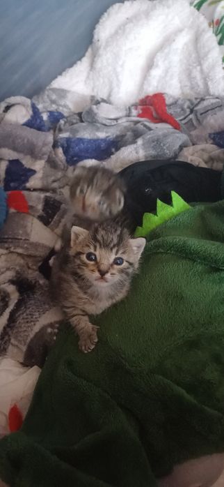 Małe kotki do adopcji