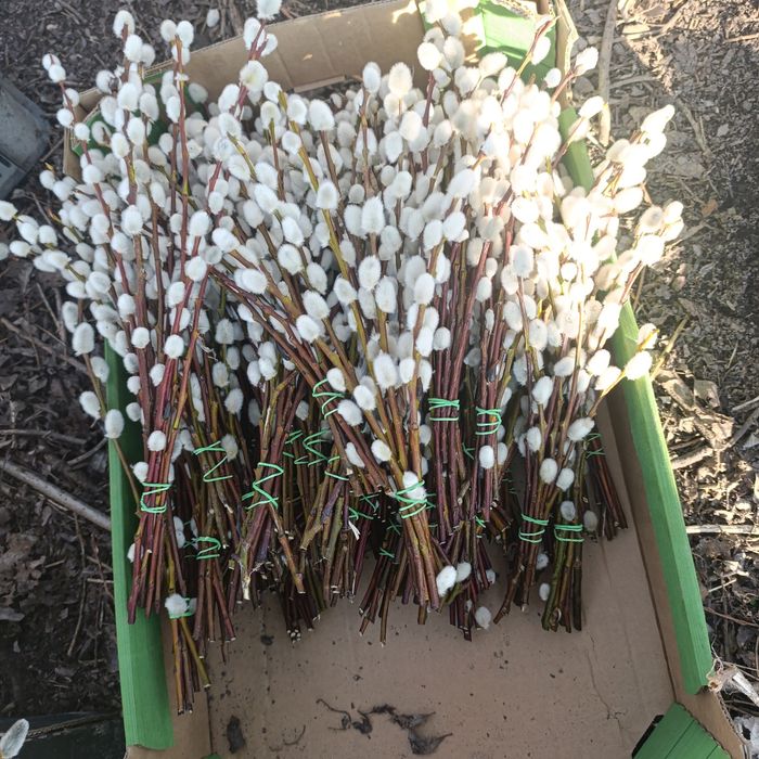 Palma wielkanocna, bazie kotki