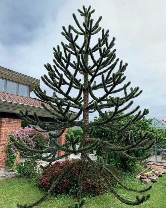 Araukaria Araucaria Araucana Chilijska Rozwidlona Gwarancja