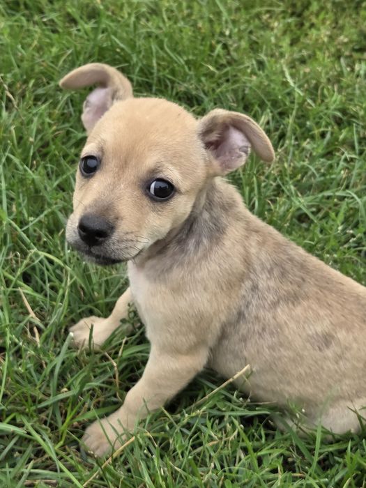 Trixi 2 miesięczna suczka do adopcji