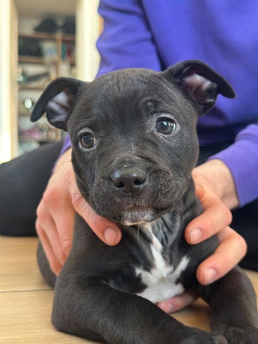 Amstaff  american staffort shirt sherier