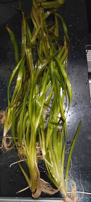 Vallisneria Gigantea