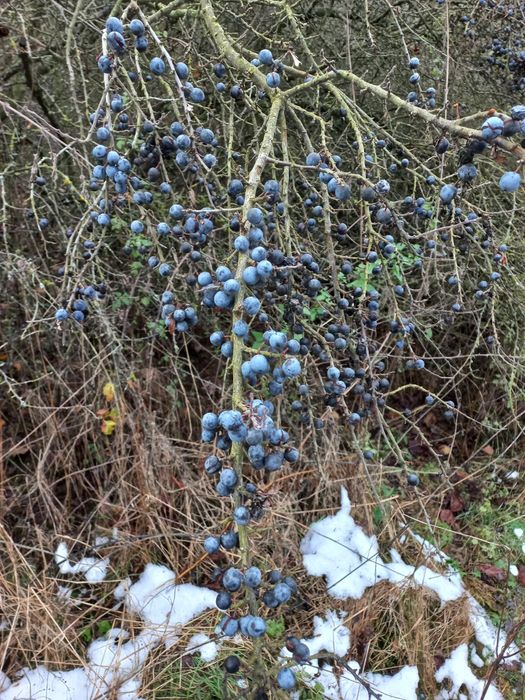 Owoce tarniny na nalewkę