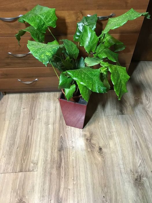 Калатея Нетворк  Мозаичная