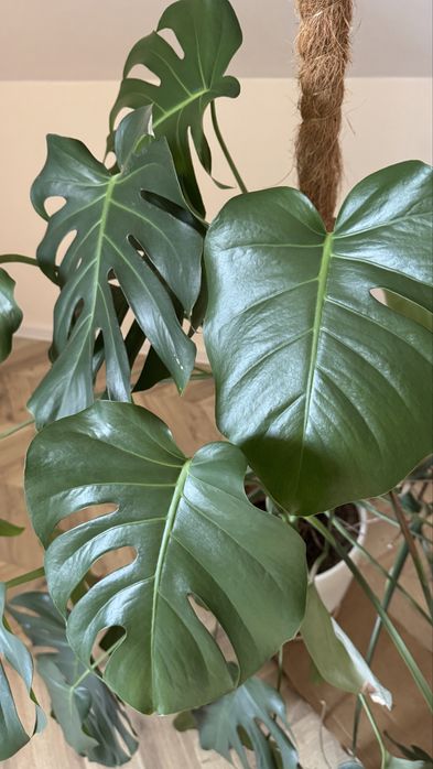 Monstera duża w dobrym stanie