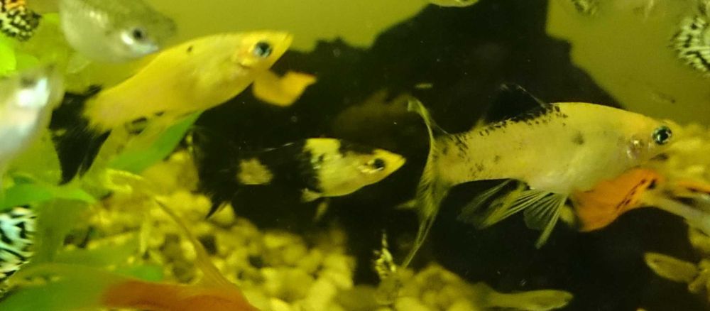 Piękne weloniaste molinezje księżycowe