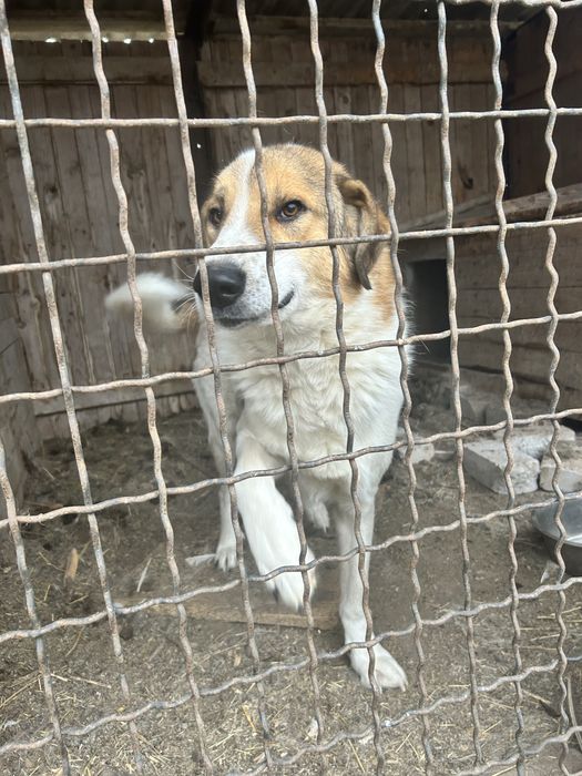 Собака бесплатно. Молодой кобель.