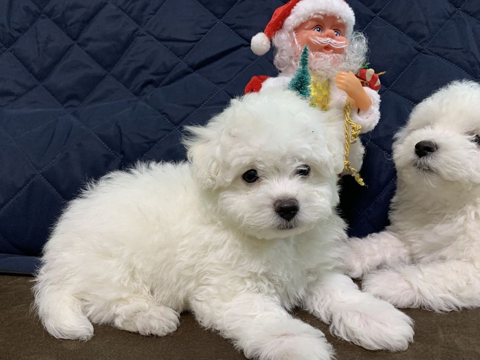 Цуценята Бішон-фрізе