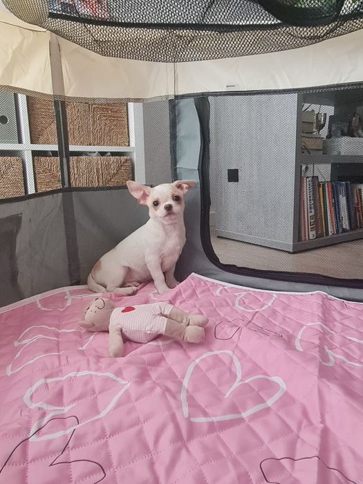 Estupendo menino mini Chihuahua Linhagem Russa de Qualidade