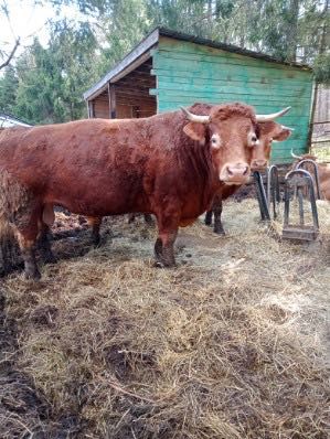 Sprzedam byka rozpłodnika