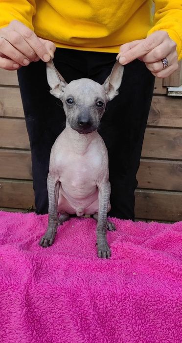 Ксолоітцкуінтлі- мексиканська гола собака