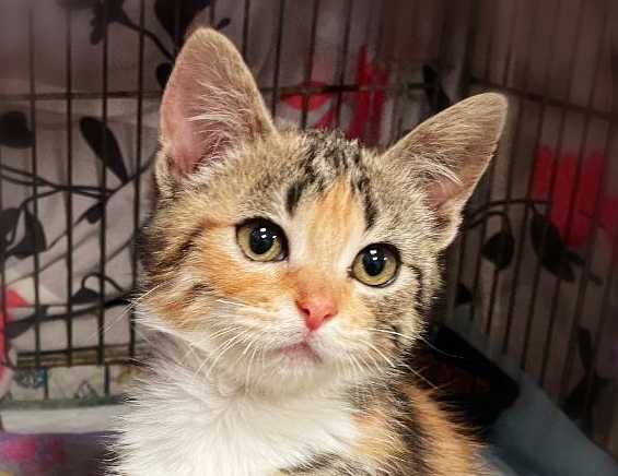 Крихітна милота Моллі (2,5 м) дуже хоче додому! Кошеня, кішка