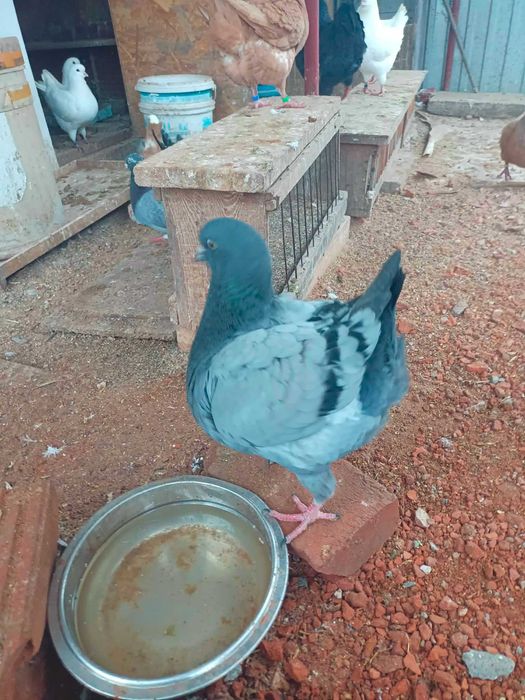 kingi gołebie rasowe pawiki i kapucyny