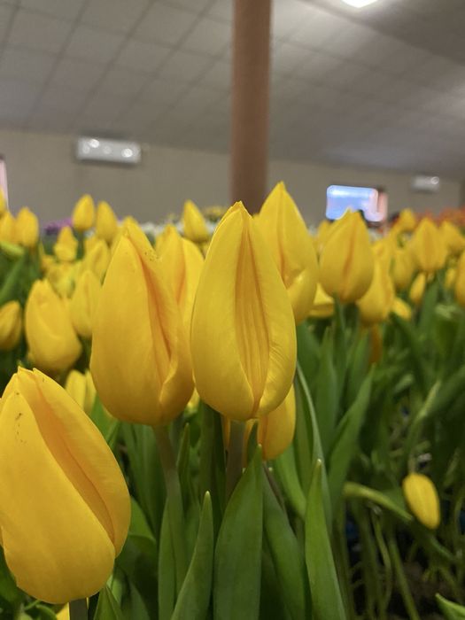 Тюльпани опт/роздріб