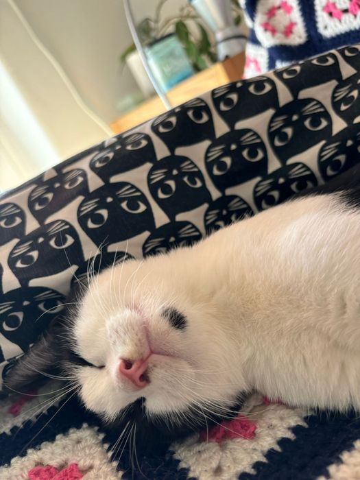 Kocie pingwinki szukają domku