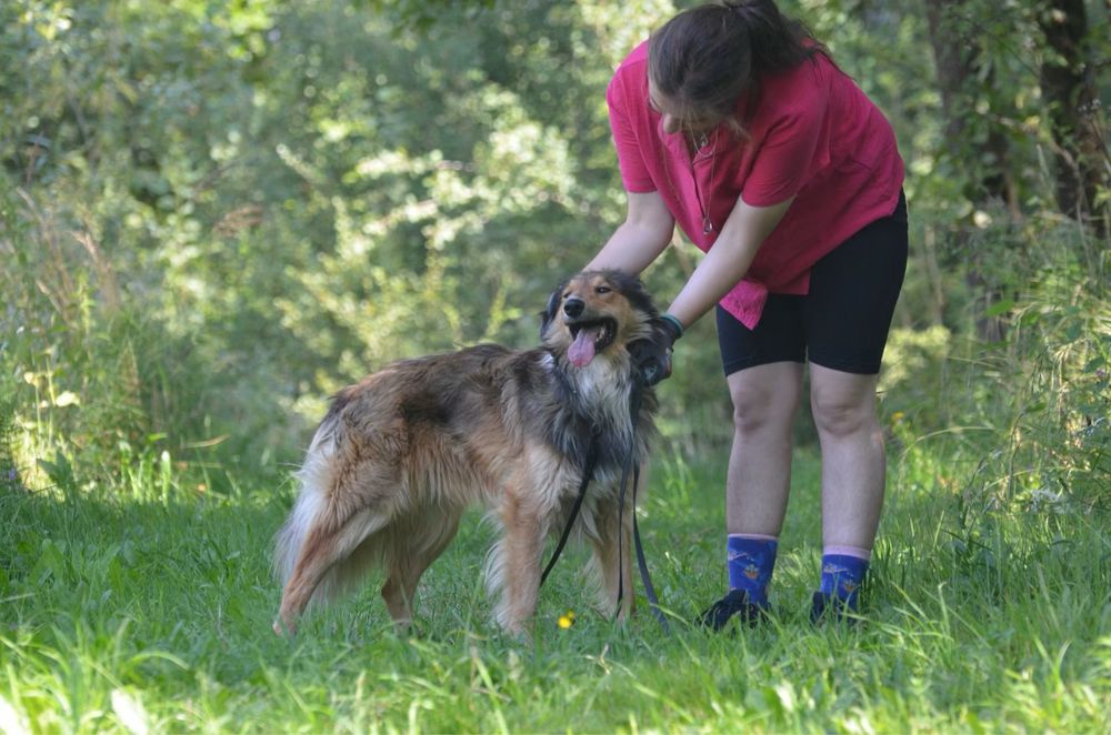 Archie- owczarek szkocki collie do adopcji