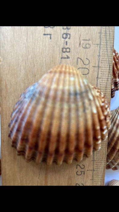 Ракушки бивальве