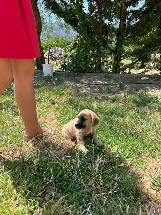 Cãezinhos para adoção - 3 meses e meio - mãe cruzada caniche