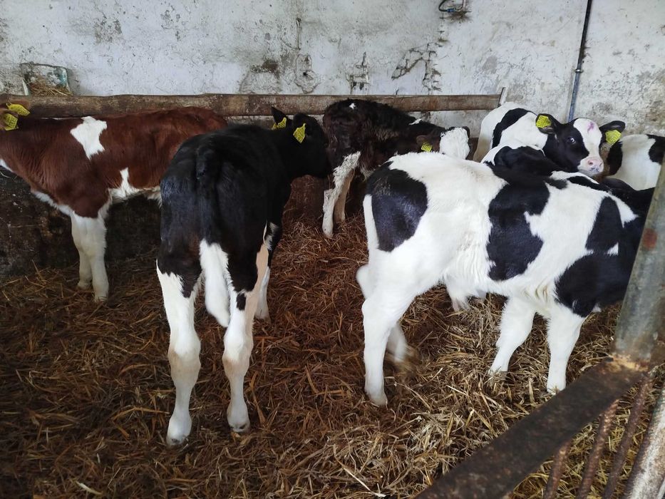 Sprzedam 12 odchowanych byczków HF NCB SM LM