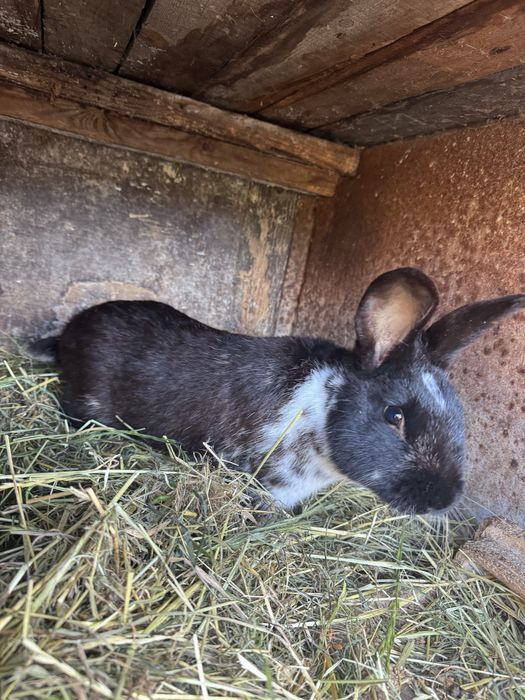 Króliki waga 2,5kg do 3,8kg