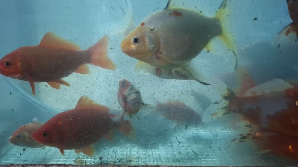 RYBY Karasie ozdobne TANIO!