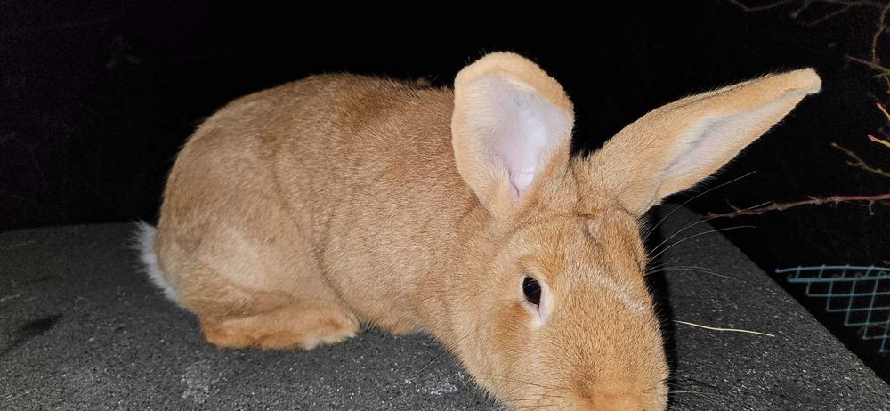 Króliki burgundzkie z rodowodem