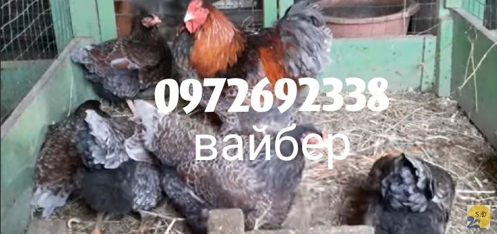 Інкубаційні яйця кури Віандот чорне золото