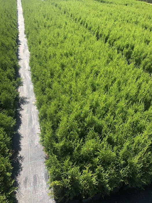 tuja szmaragd P9 50 cm sadzonka premium!!!