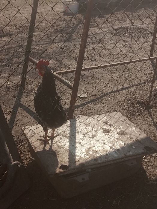 Півні кокенхінів