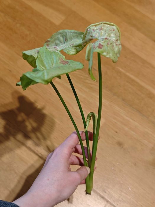 Syngonium Milk Confetti