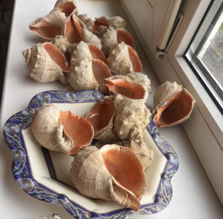 Продам ракушки гарні