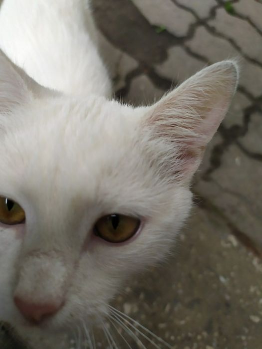 КИЕВ. Золотоглазые котята на военном обьекте!!! Очень ласковые!!!