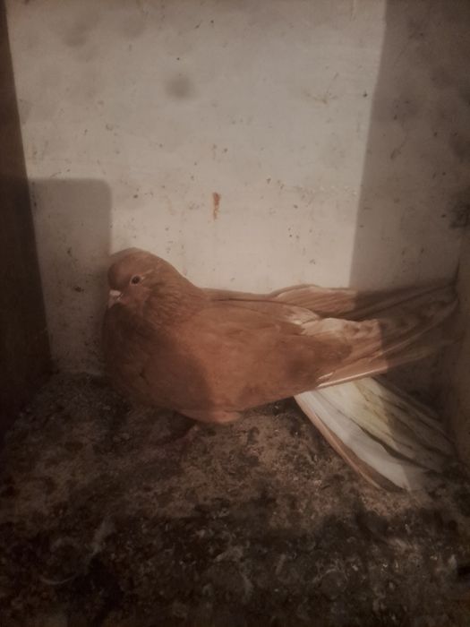 Gołebie orliki samiec