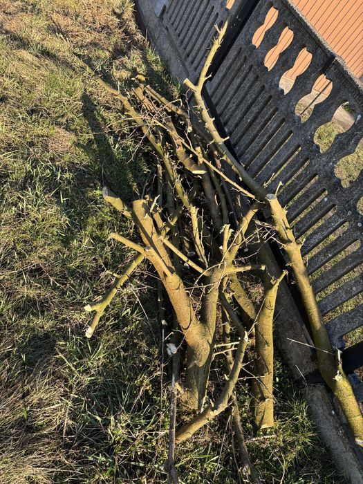 Oddam drzewo za darmo