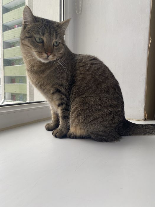 Віддам ласкаву кішечку в гарні руки