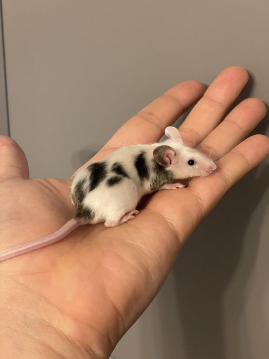 Myszy rasowe, myszki dumbo