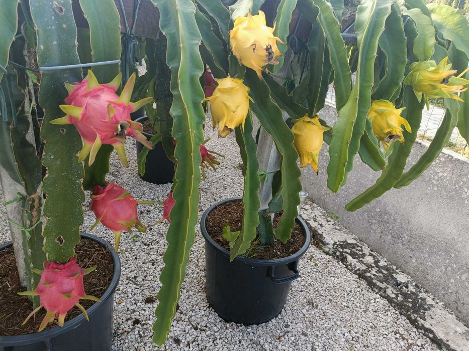 Estacas de Pitaya / Dragon Fruit / Fruta do Dragão