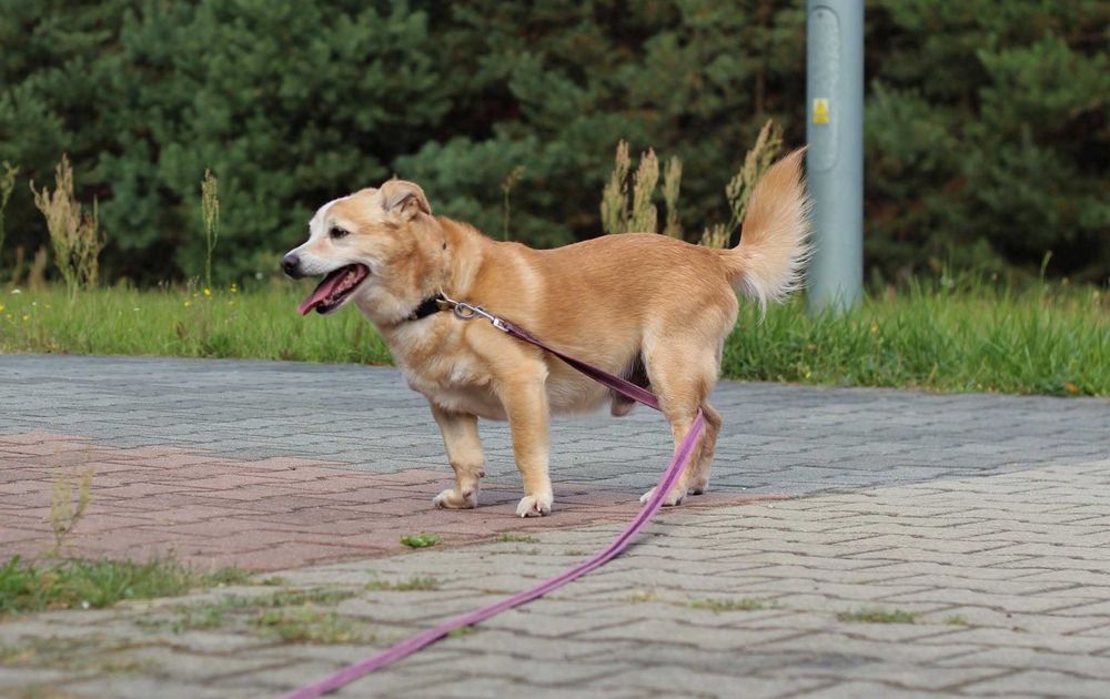 Racuch i Pampuch- dwaj bracia, dwa serca, jedno marzenie: wspólny dom.