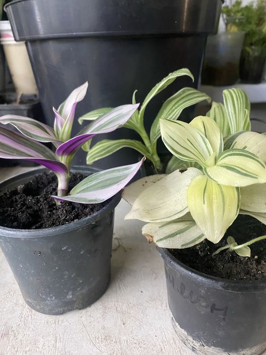 Традесканції гарнні підрощені продам традесканціі сортові