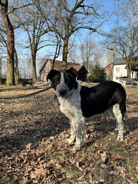 kundelek Dżemik, ale o urodzie Border Collie i Dalmatyńczyka szuka swojego domu
