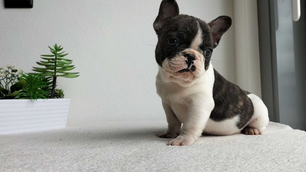 Bouledogue Francês macho com LOP (Pedigree) e Afixo